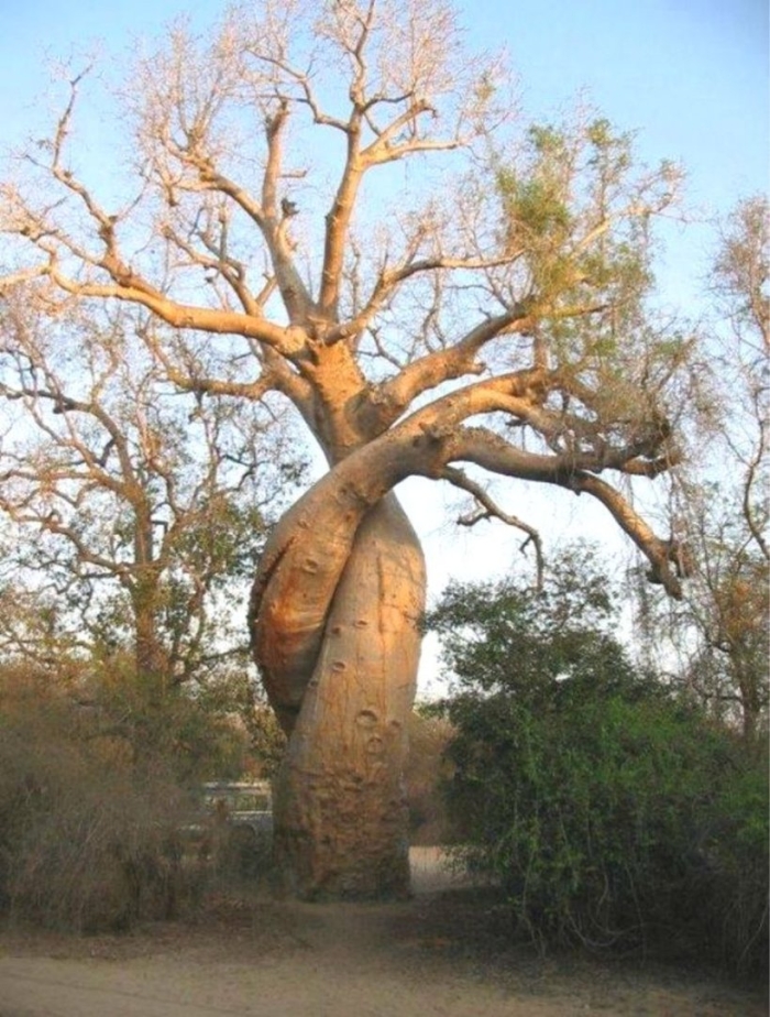 Дерево баобаб