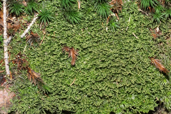 Hypnum cupressiforme