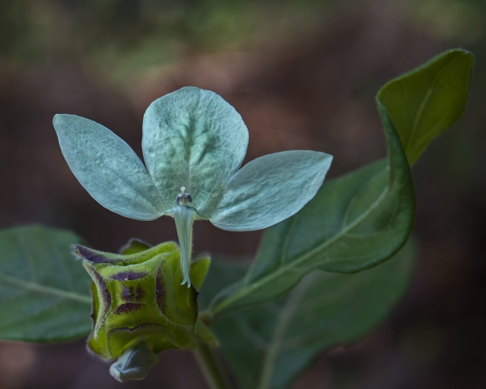 Экболиум голубая кроссандра