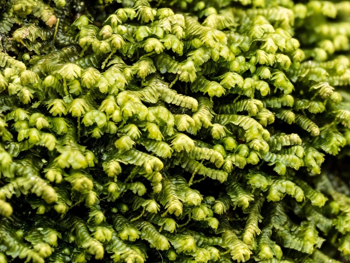 Aulacomnium heterostichum