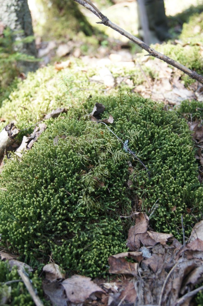 Колобантус кито