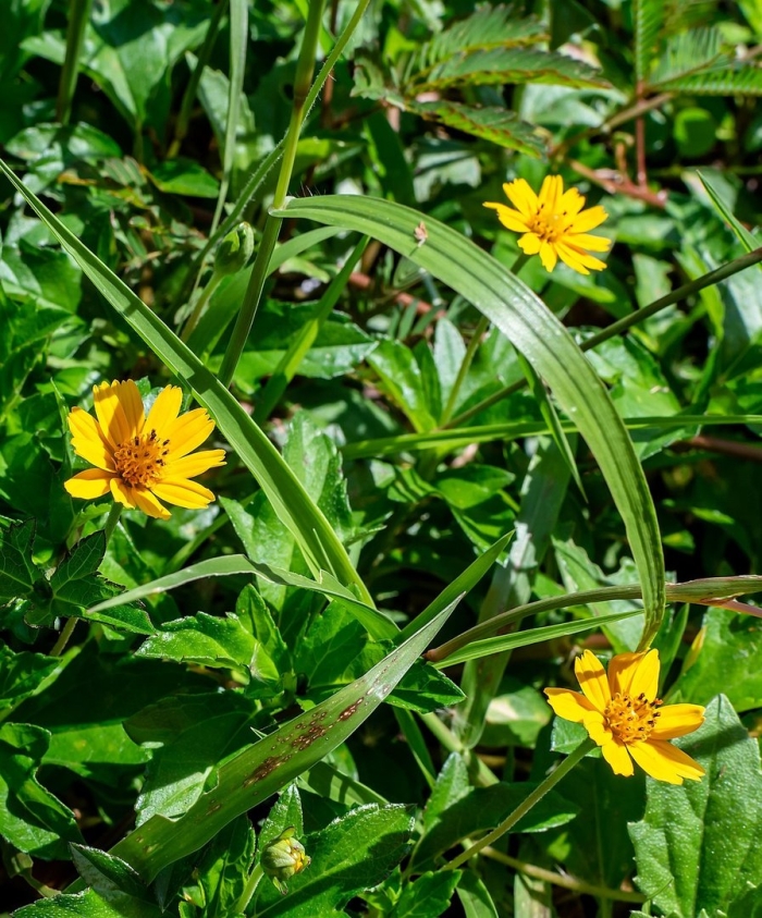 Sphagneticola calendulacea