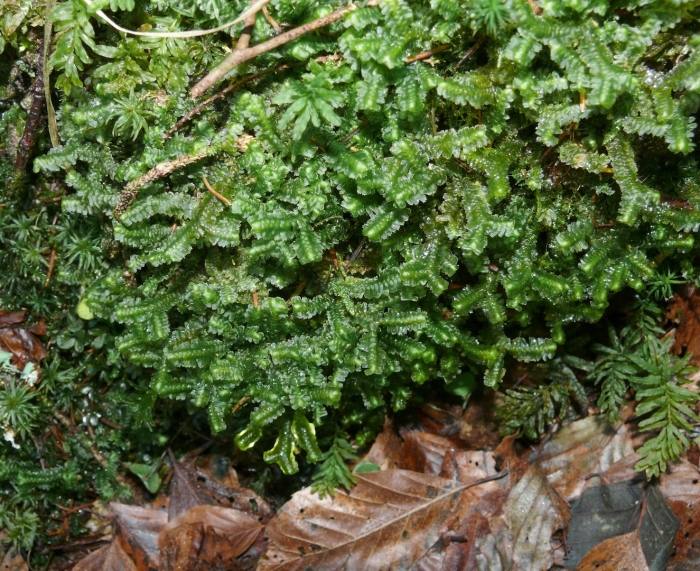 Plagiothecium laetum