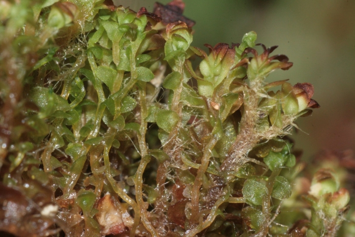 Плагиохила порелловидная