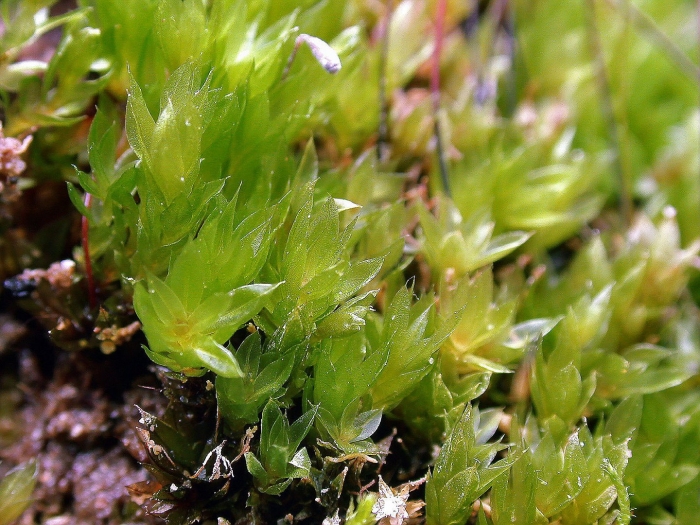 Bryum uliginosum