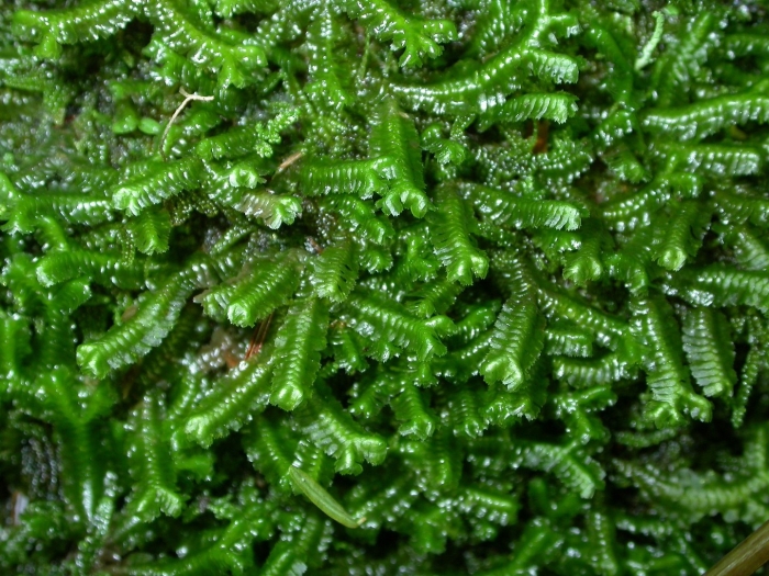 Печеночники мхи