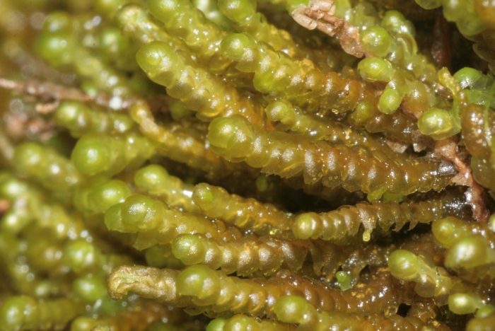 Каулерпа (caulerpa lentillifera) – «морской виноград»