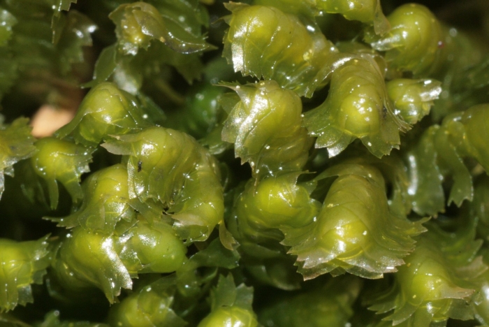 Лофозия восходящая