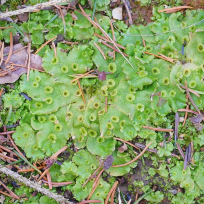 Печеночный мох маршанция