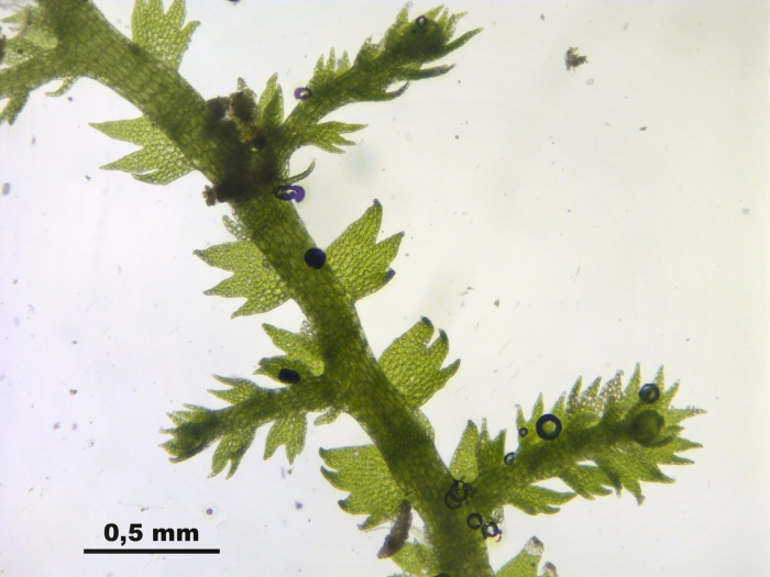 Лепидозия ползучая