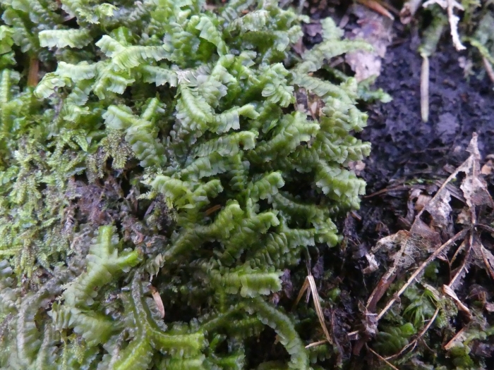 Мох плагиохила