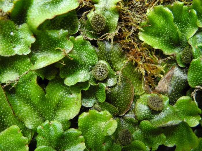 Маршанция изменчивая