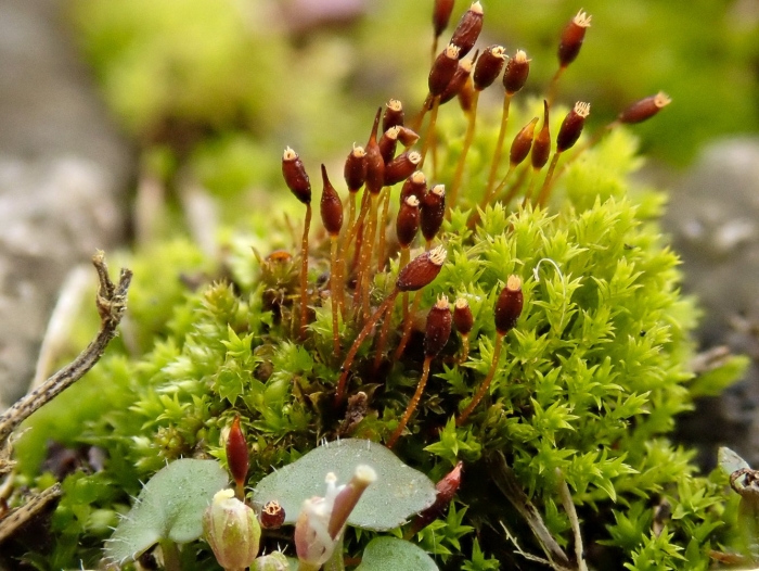 Brachythecium rutabulum