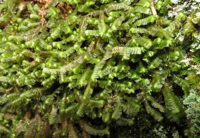 Plagiochila asplenioides