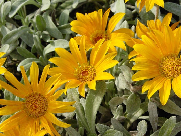 Gazania rigens