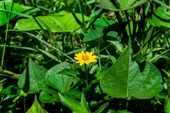 Sphagneticola trilobata