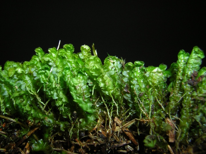 Plagiothecium undulatum