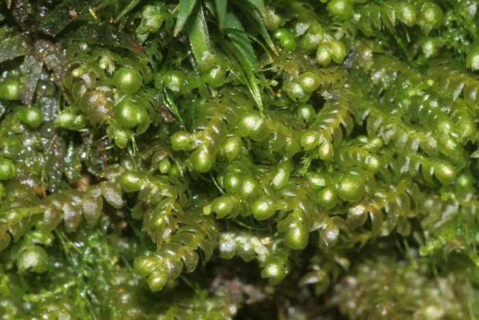 Sanionia orthothecioides