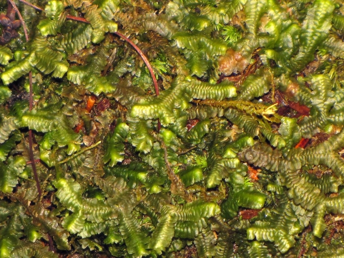 Баццания бутанская