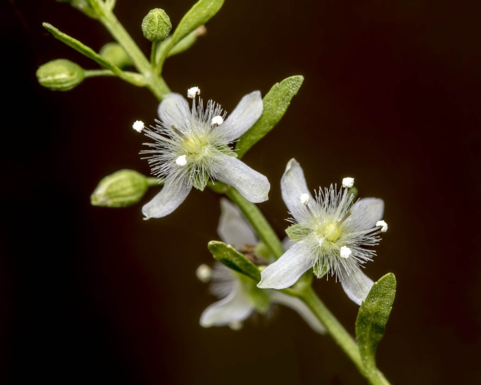 Мирт myrtus communis