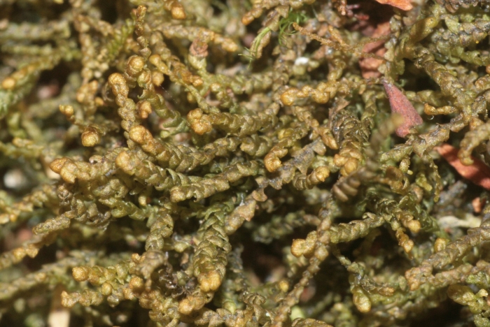 Гипнум кипарисовый мох