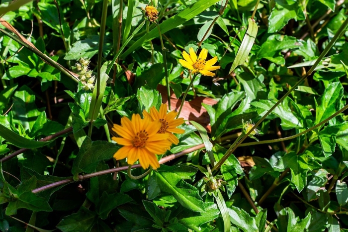 Цветок желтый