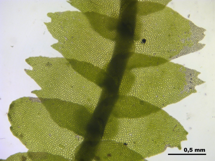 Порелла плосколистная