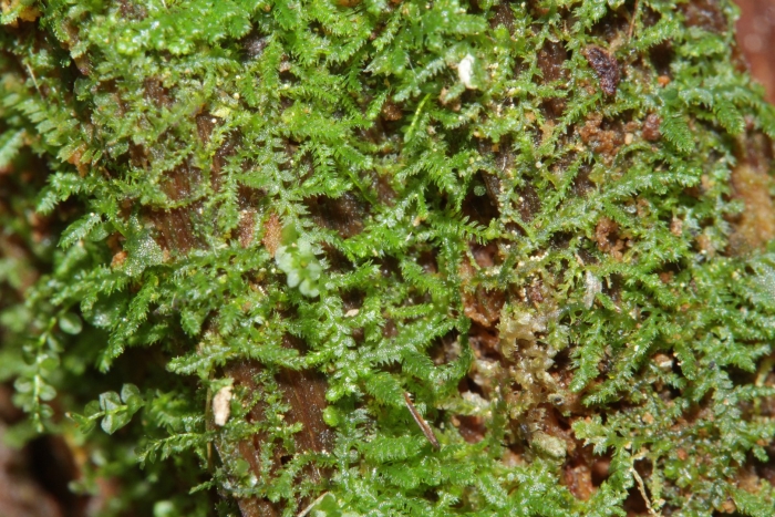 Lepidozia reptans