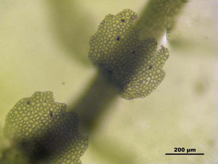 Mosses marchantiophyta tallom