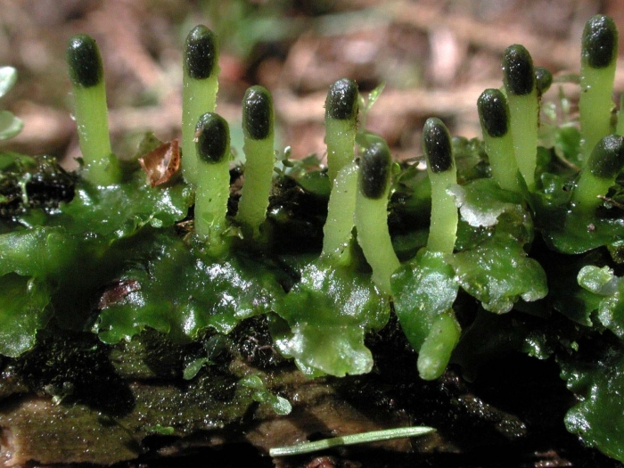 Юнгерманиевые печёночники