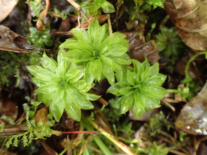 Rhodobryum giganteum