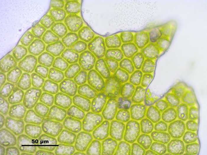 Клетка растений