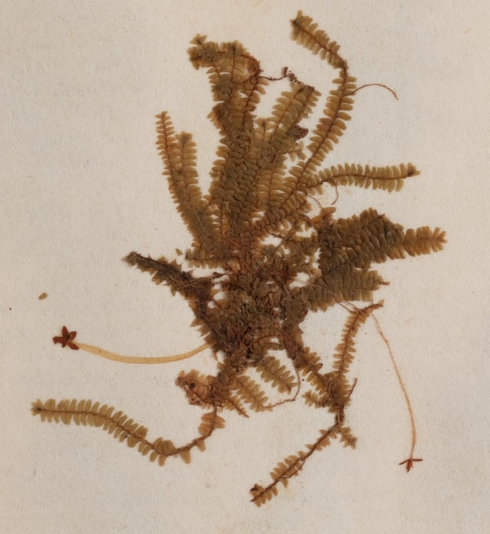 Lycopodium clavatum гербарий