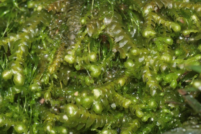 Eurhynchium angustirete