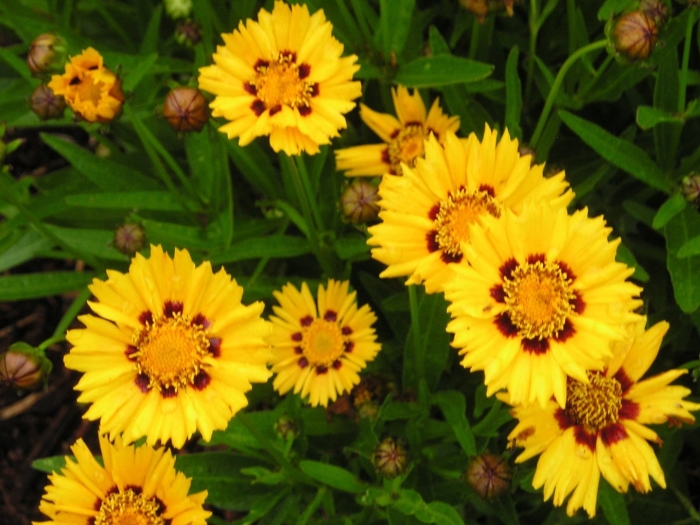 Кореопсис ланцетовидный sunfire