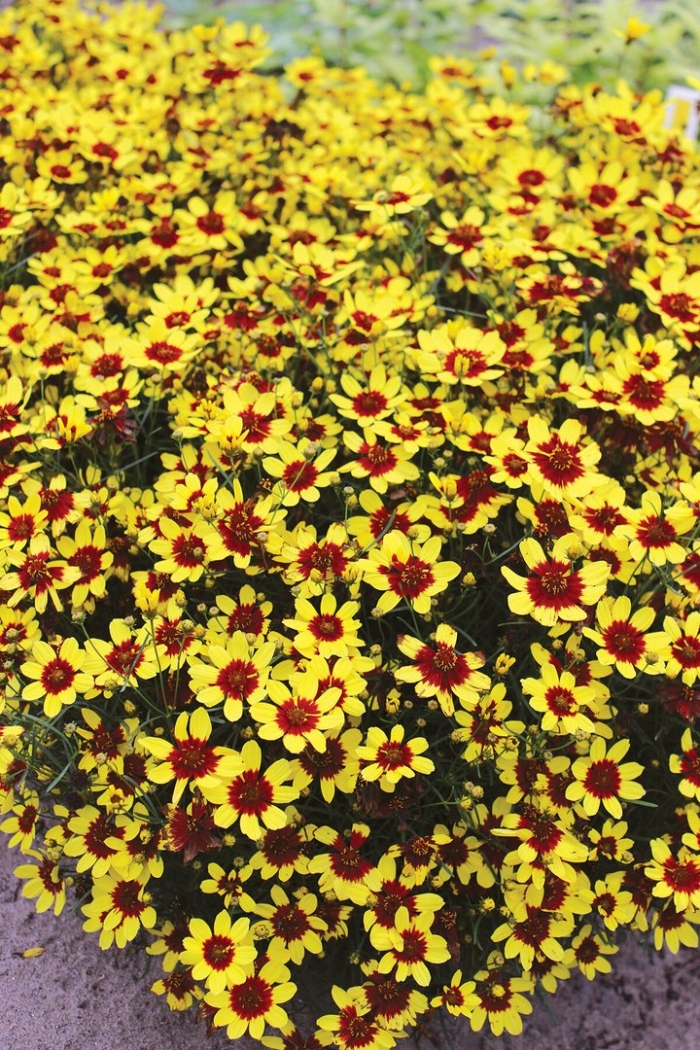 Кореопсис файрфлай