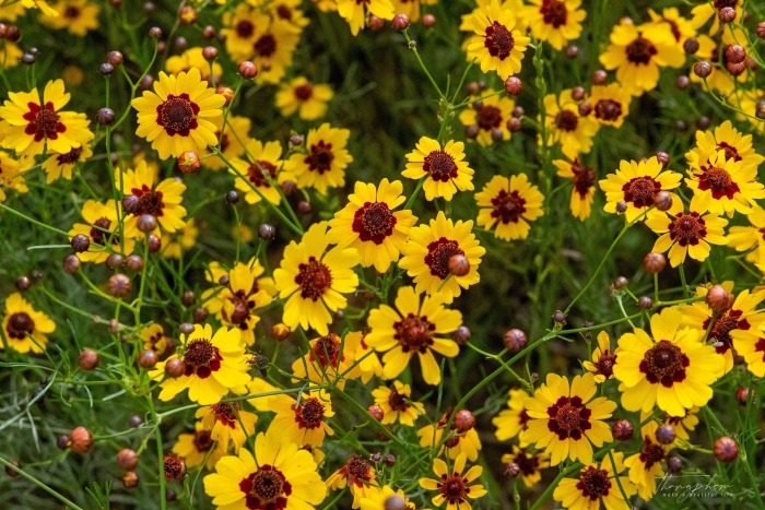 Кореопсис красильный (coreopsis tinctoria)