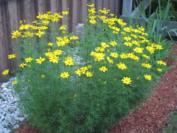 Coreopsis verticillata zagreb