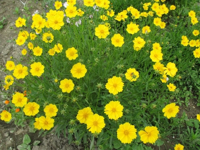 Кореопсис ланцетовидный