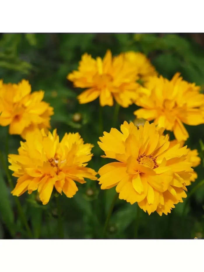 Кореопсис sunray