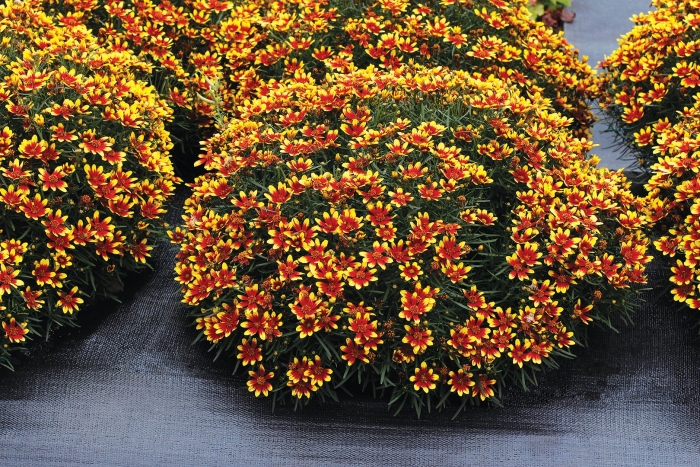 Кореопсис санбурст ланцетовидный