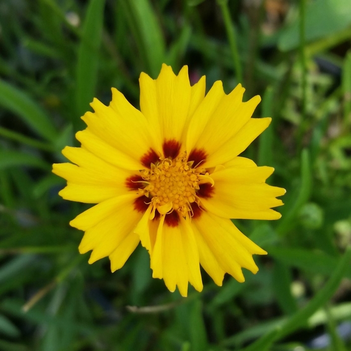 Кореопсис coreopsis