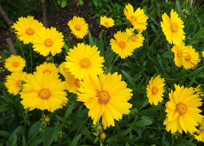 Кореопсис крупноцветковый эрли санрайз деленка