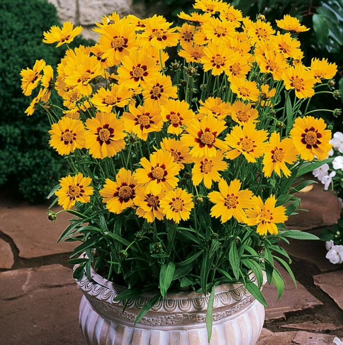 Кореопсис сан кисс