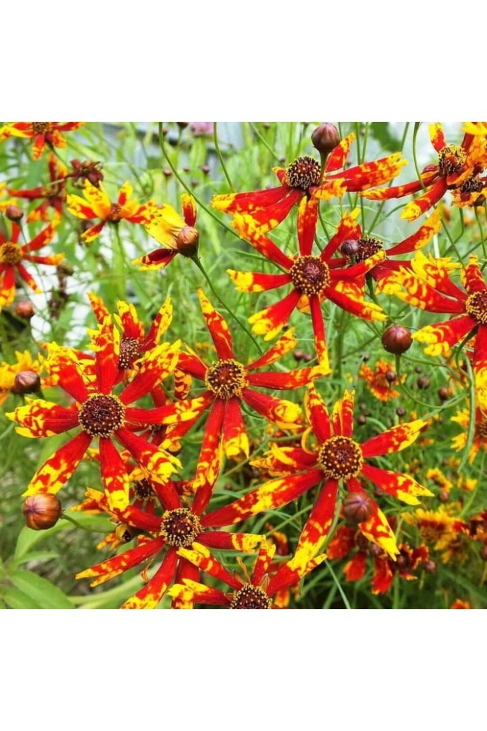 Кореопсис меценат красильный