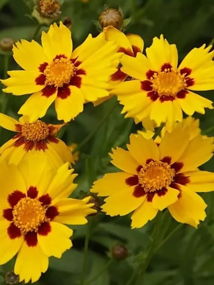 Кореопсис крупноцветковый затея