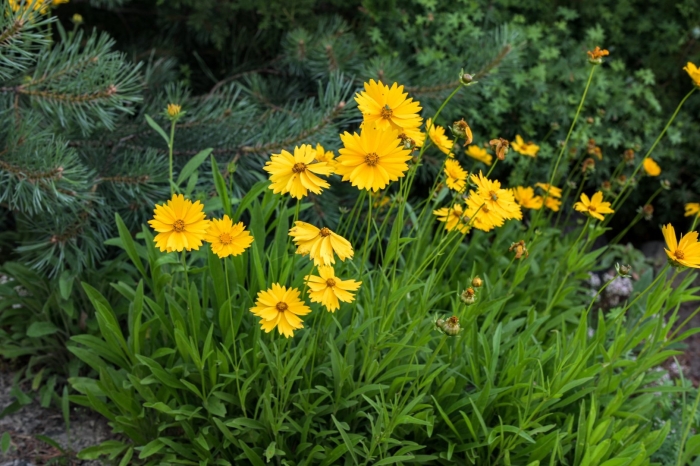 Coreopsis grandiflora early sunrise