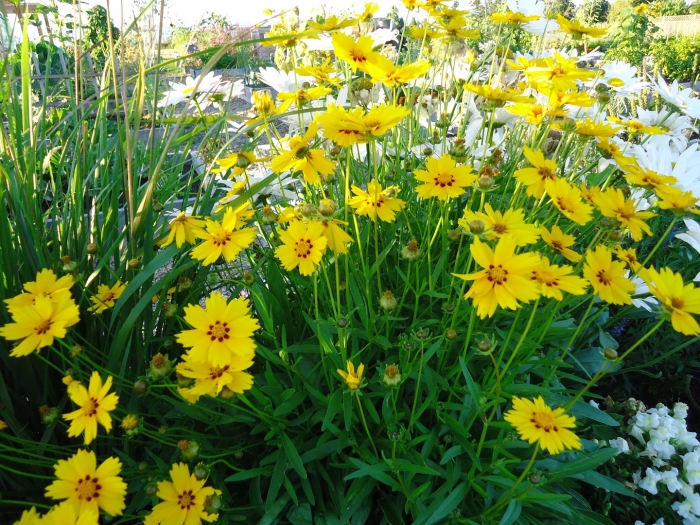 Кореопсис мутовчатый грандифлора