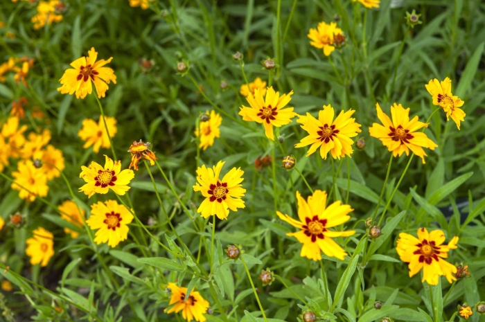 Coreopsis basalis