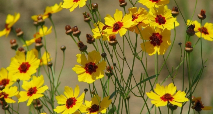 Кореопсис американ дрим